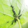 Thumb lice 1271992 1280