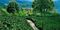 Thumb coffee farm