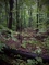 Thumb old forest