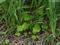 Thumb pastinaca sativa wild parsnip 0608 174523