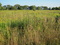 Thumb old field 999