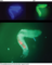 Thumb worm kleptoplasty 20151009